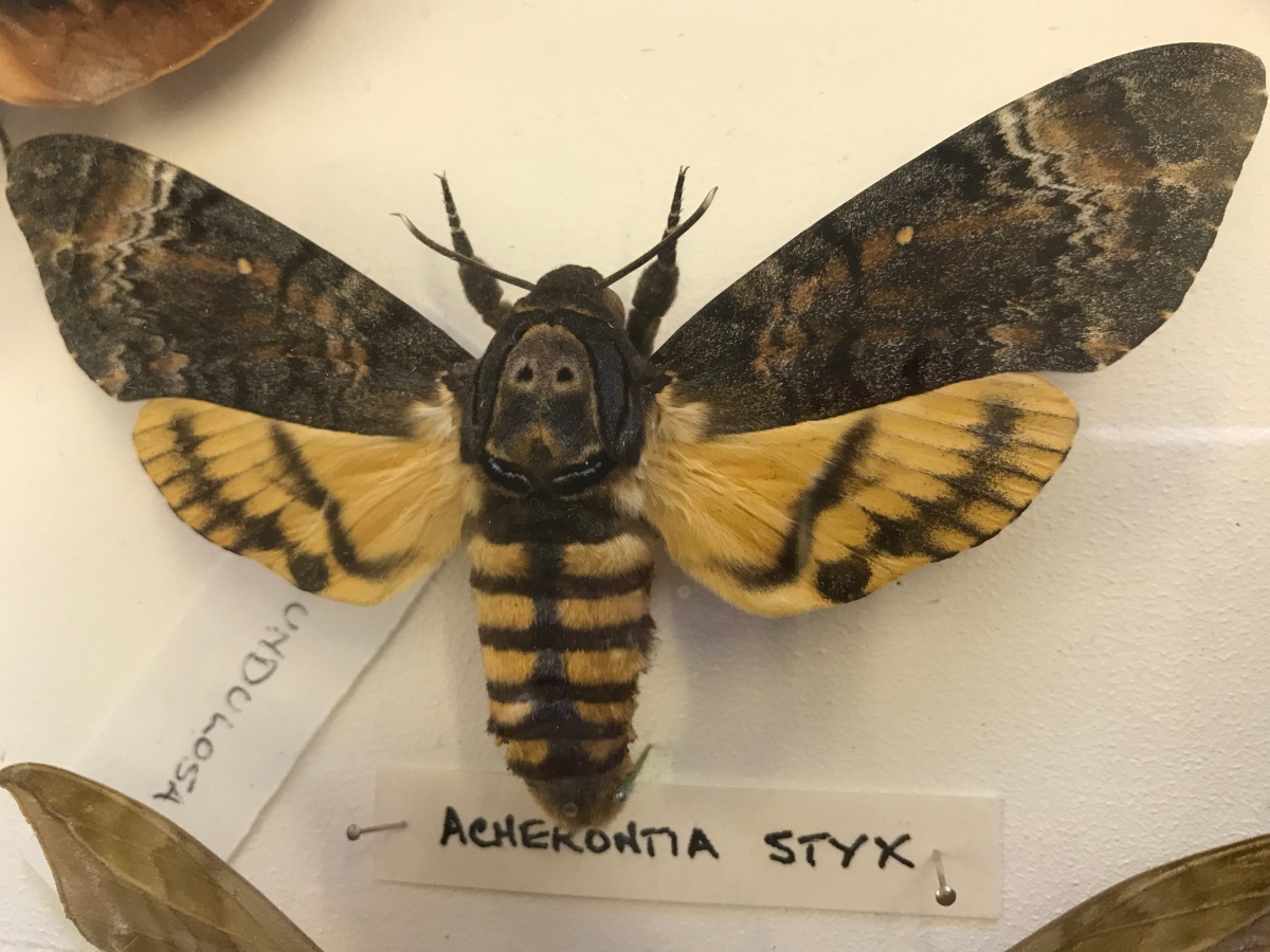 Death’s-head hawkmoths, Victorian taxidermy and a cupboard of curiosities